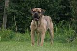 CANE CORSO 1319